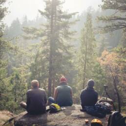 Blick in den Wald