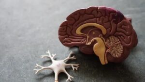 Brain & Neuron